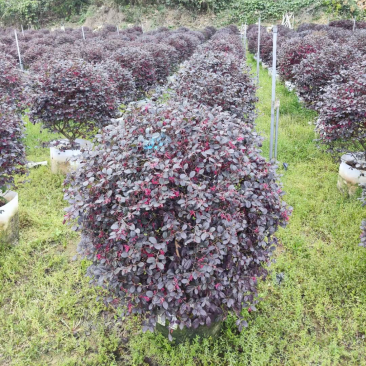 红花继木1米球型塔型都有