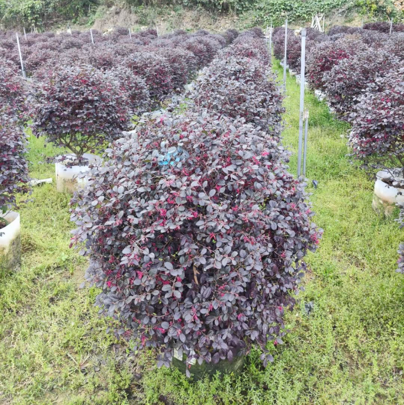 红花继木1米球型塔型都有