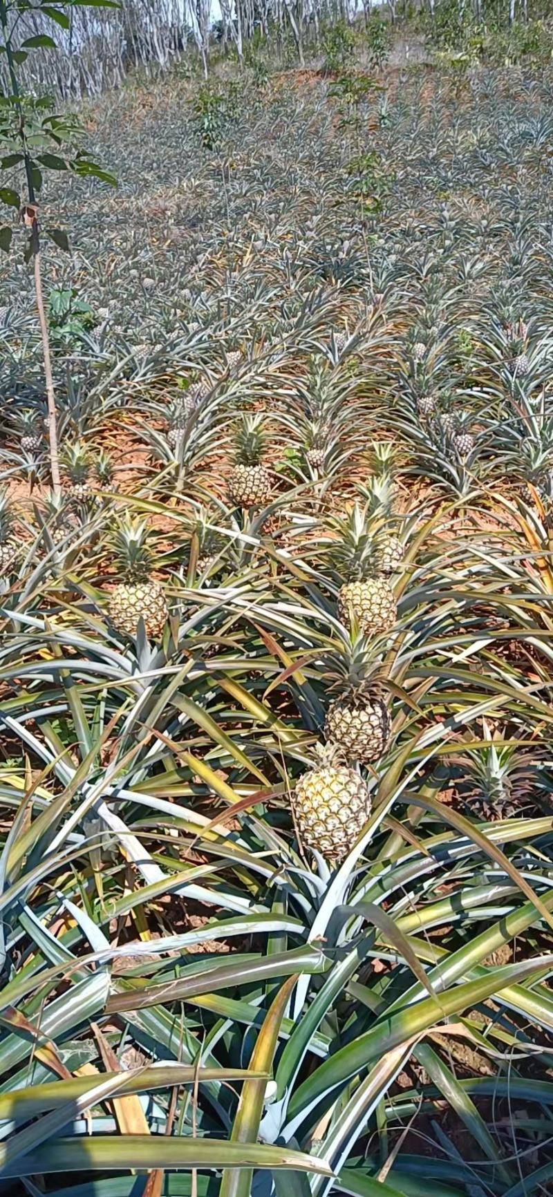 菠萝