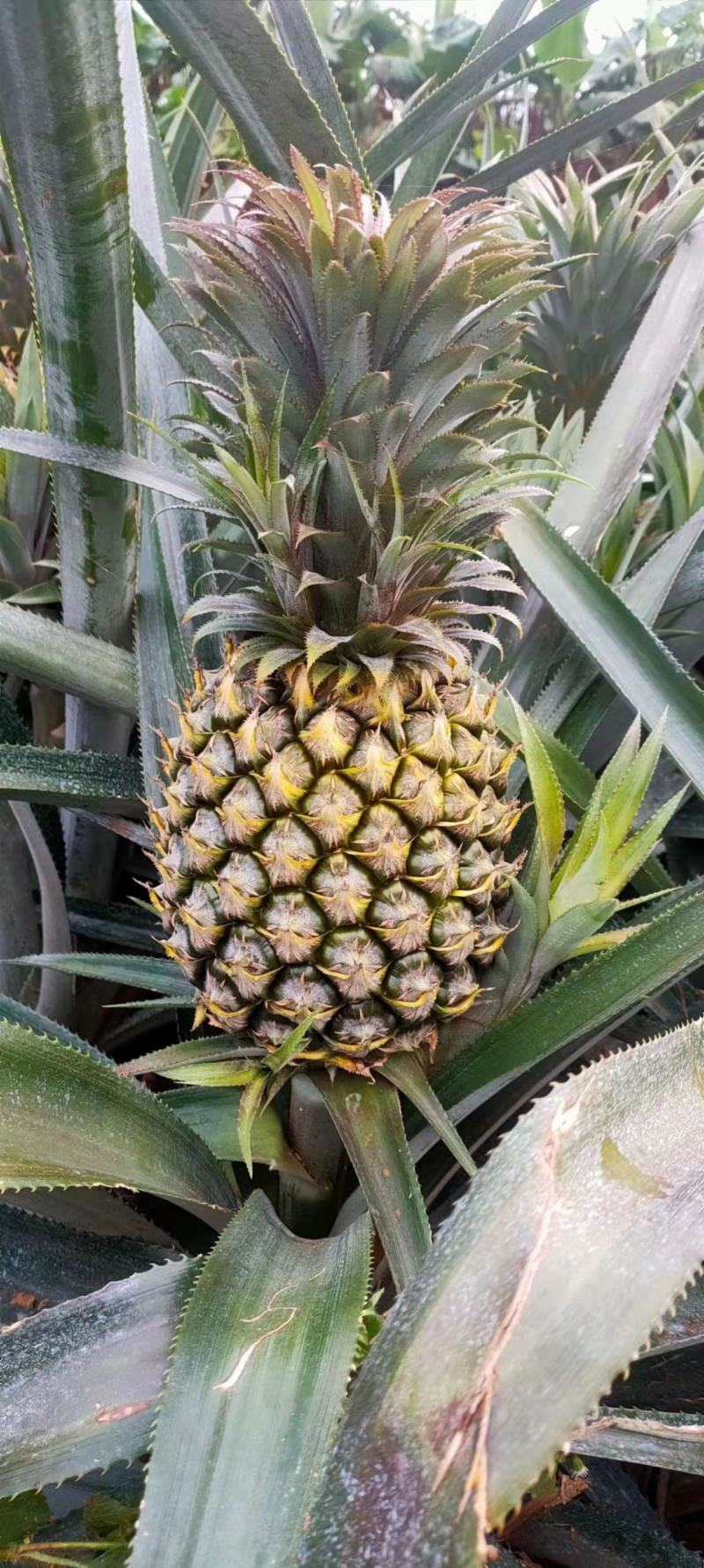 菠萝