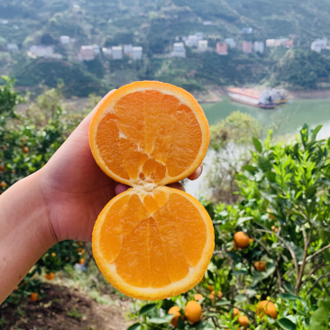 秭归江边伦晚自家种1.2万起批