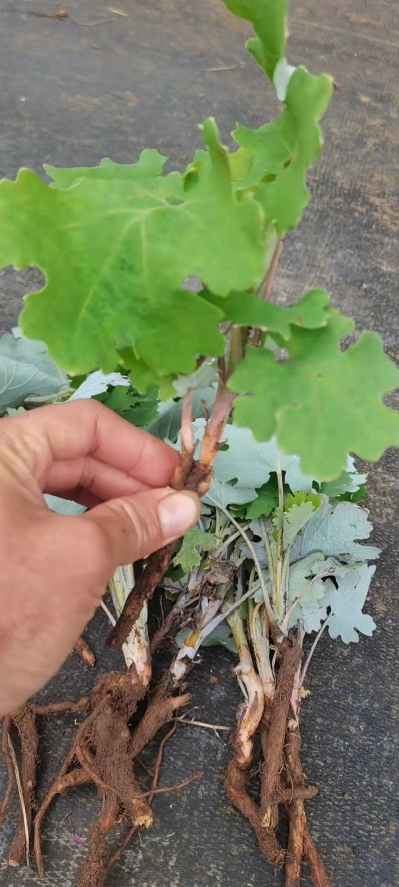 博落回苗/广西博落回/博落回湖南/博落回江西/博落回湖北