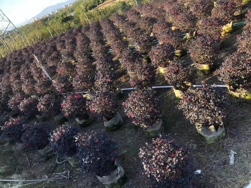 红花继木1.2米球型塔型都有