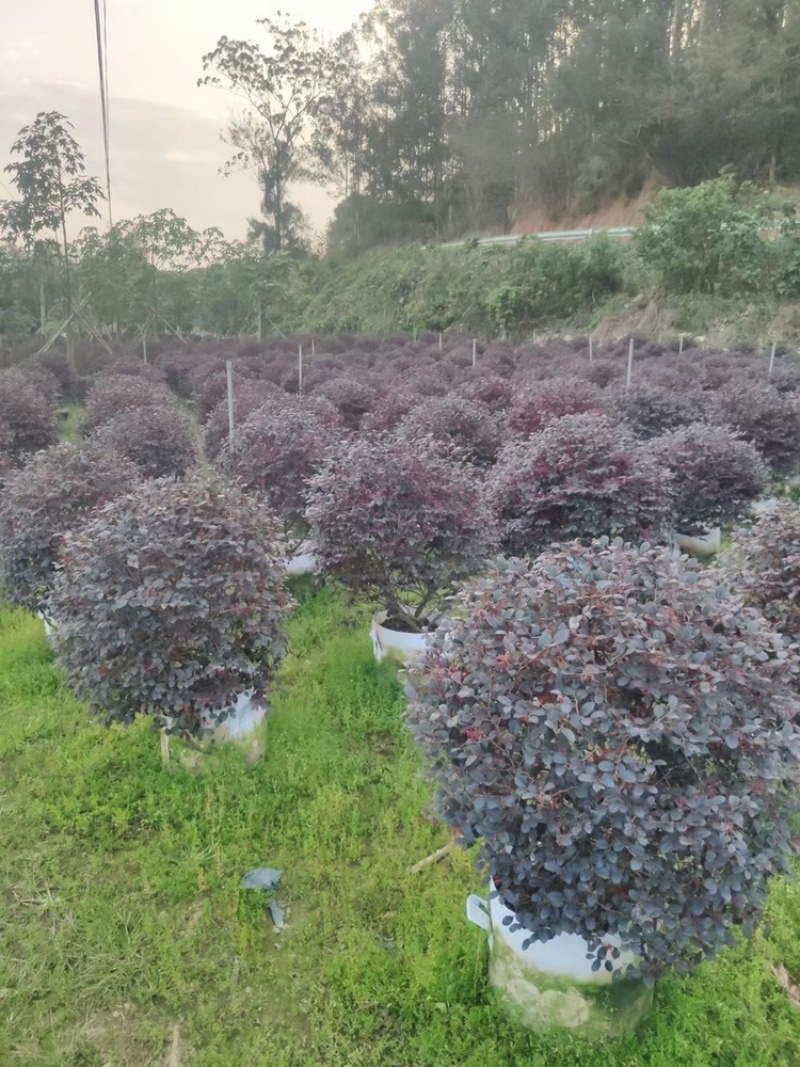 红花继木1.2米球型塔型都有