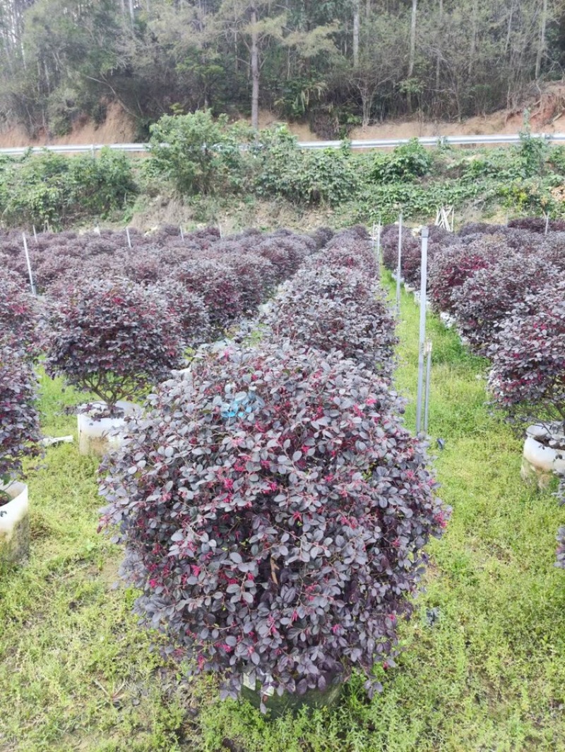 红花继木1.2米球型塔型都有