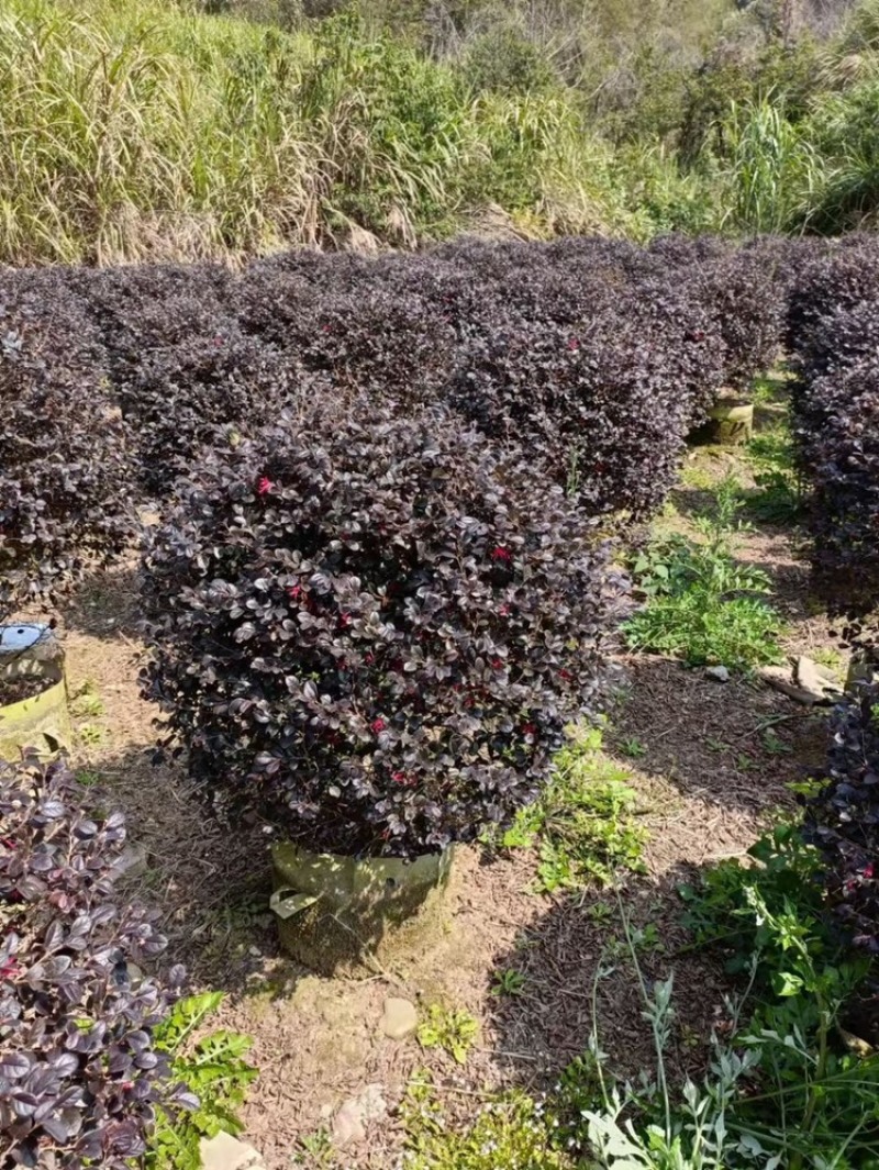 红花继木1.2米球型塔型都有