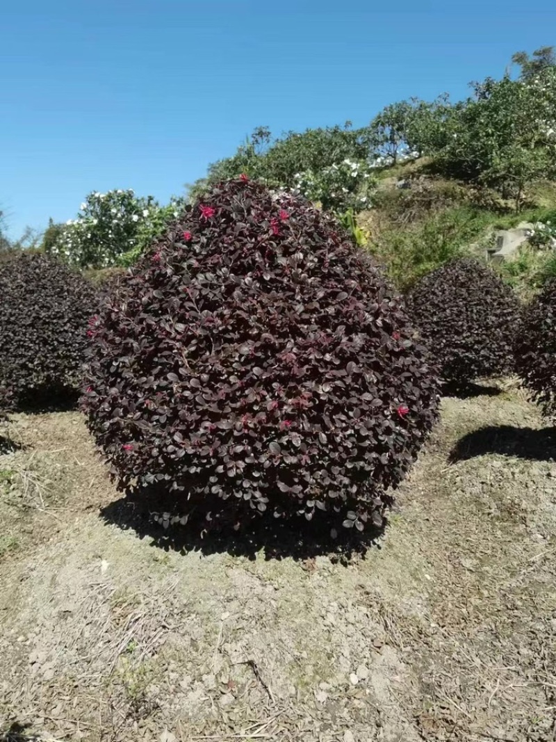 红花继木1.2米球型塔型都有