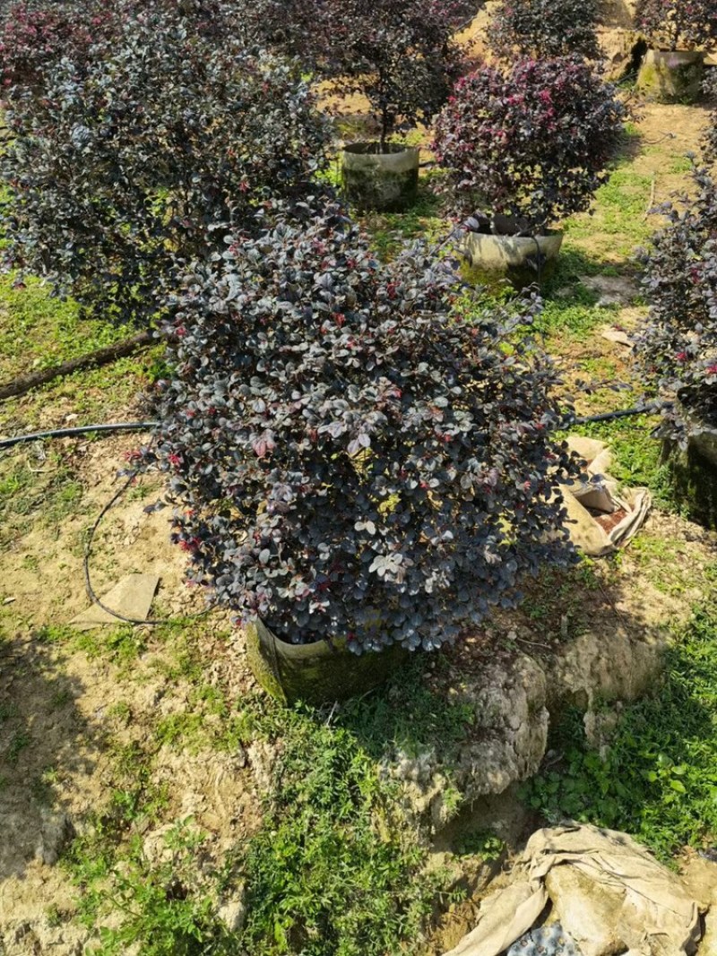 红花继木1.2米球型塔型都有