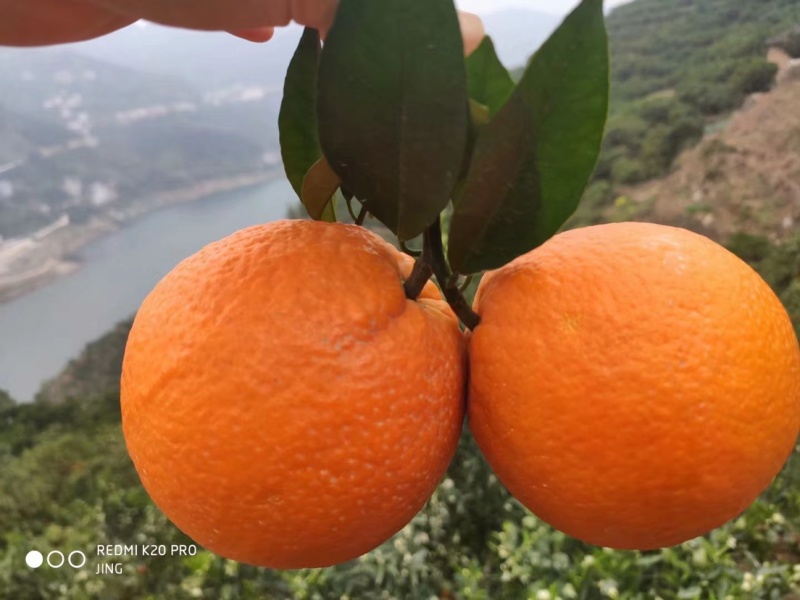 秭归江边伦晚自家种1.2万起批