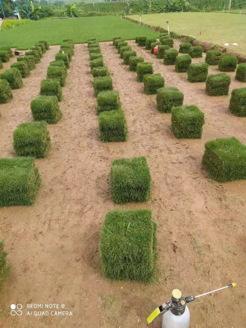 肇庆台湾草大叶油草兰引三号马尼拉