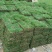 肇庆台湾草大叶油草兰引三号马尼拉