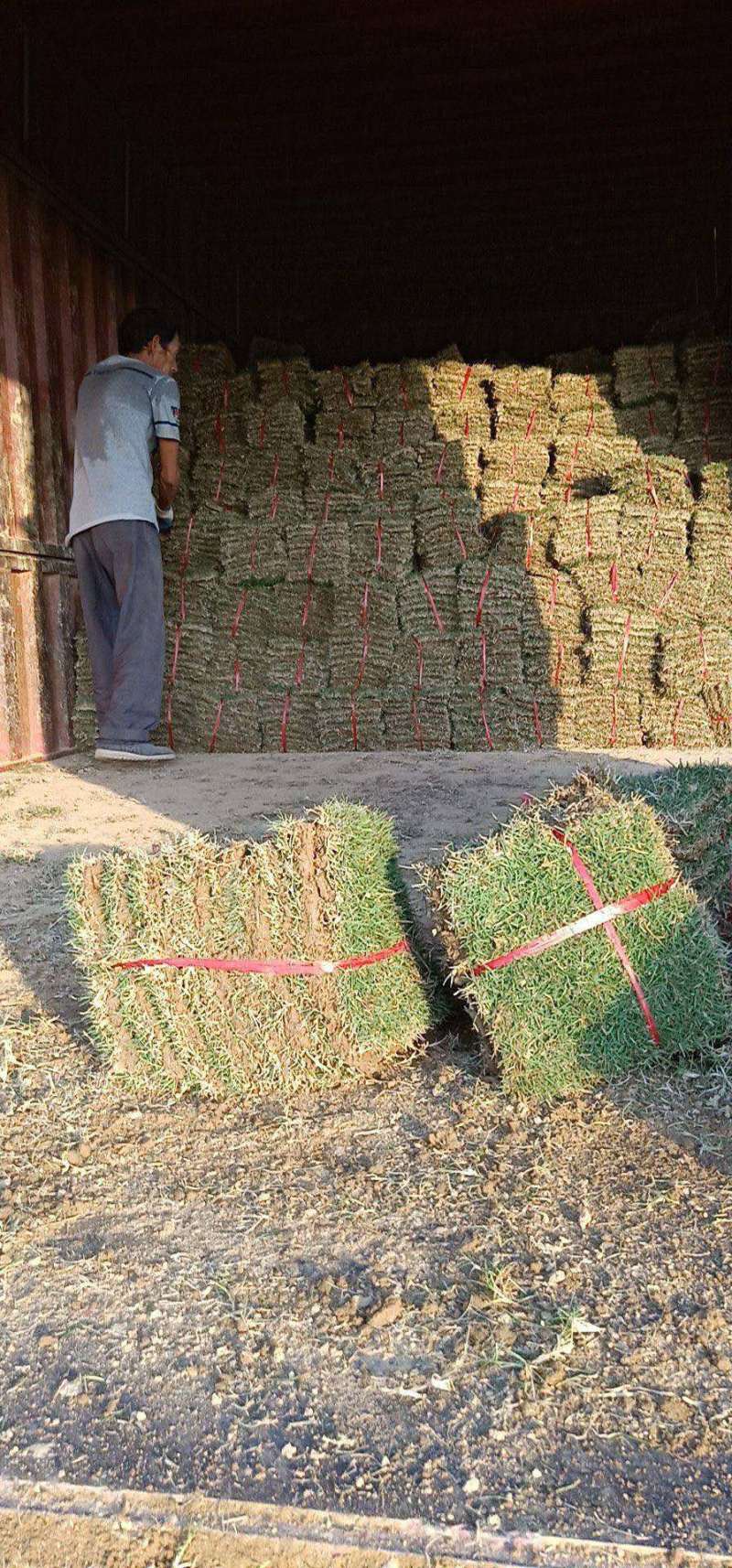 肇庆台湾草大叶油草兰引三号马尼拉
