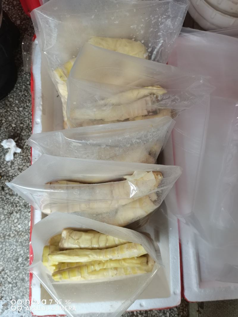 包邮）广西特产去壳水煮苦笋新鲜苦笋，甘苦脆爽苦笋苦笋
