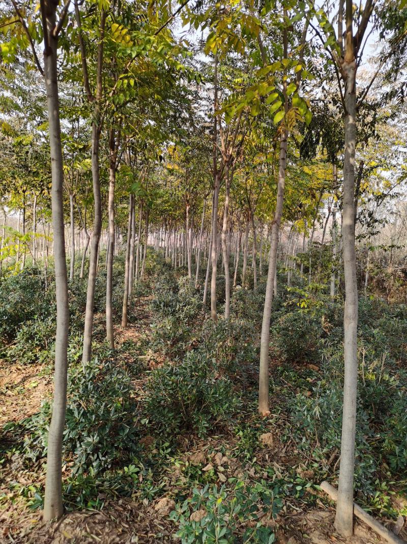8-10公分栾树，树形漂亮，树干直，便宜出售