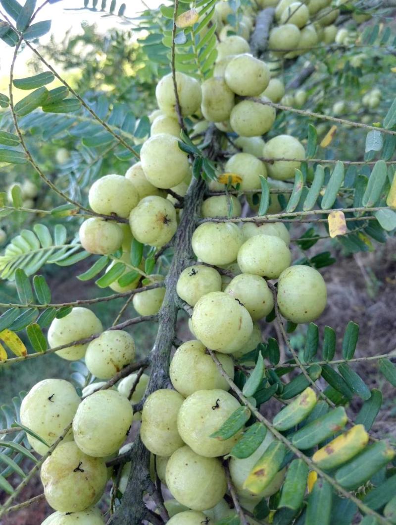大量牛甘果上市