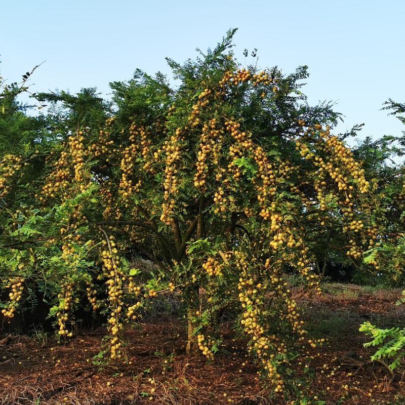 大量牛甘果上市