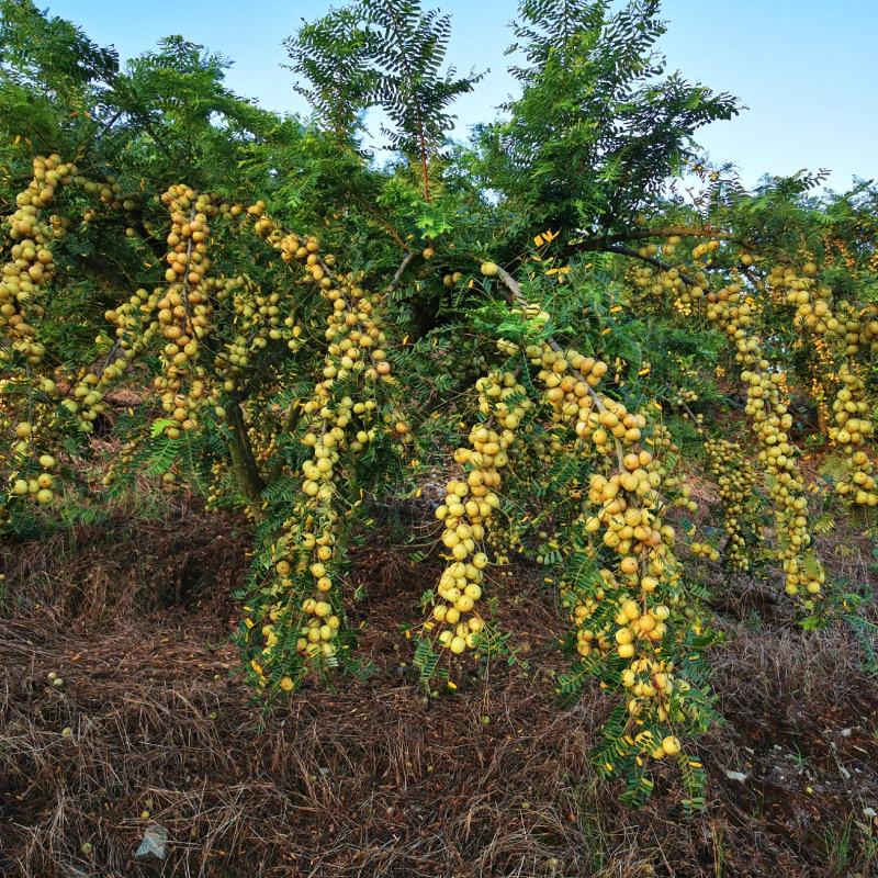 大量牛甘果上市