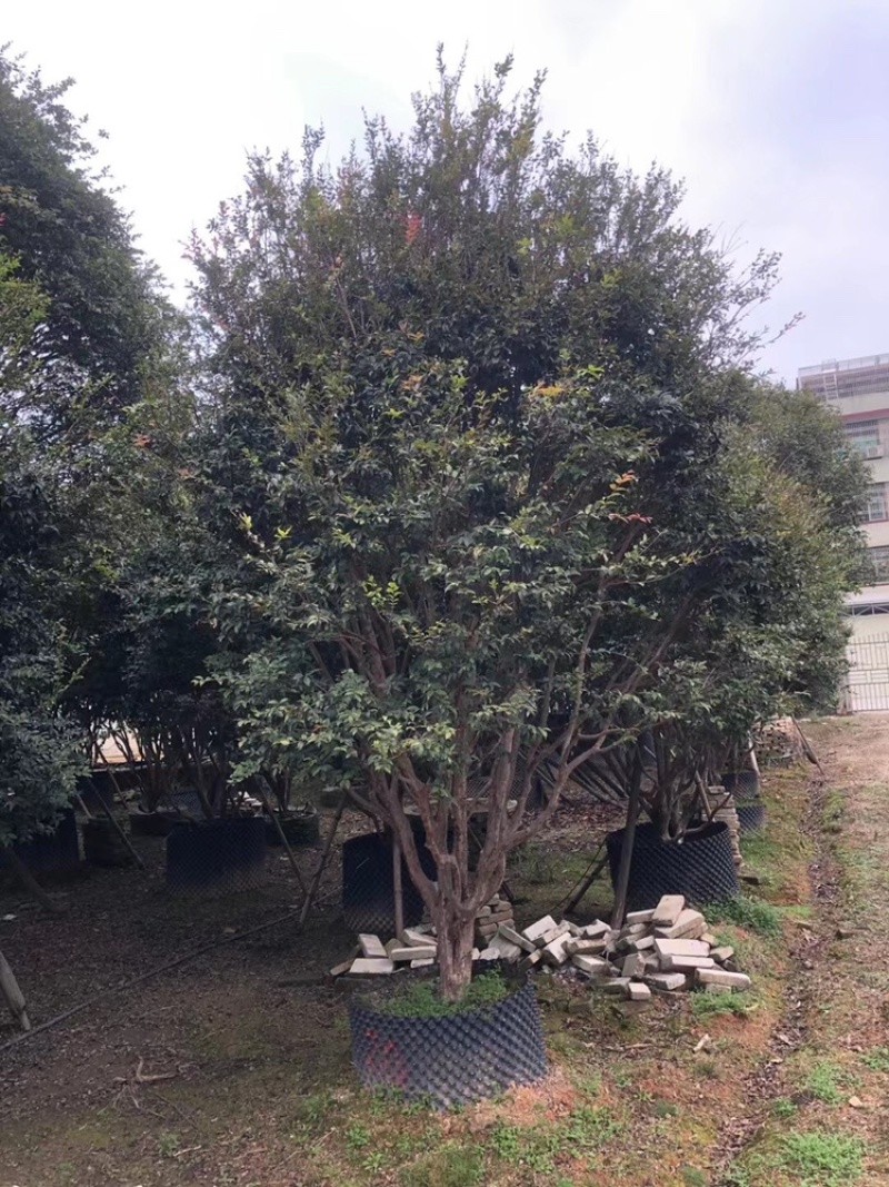 树葡萄，台湾嘉宝果精品。