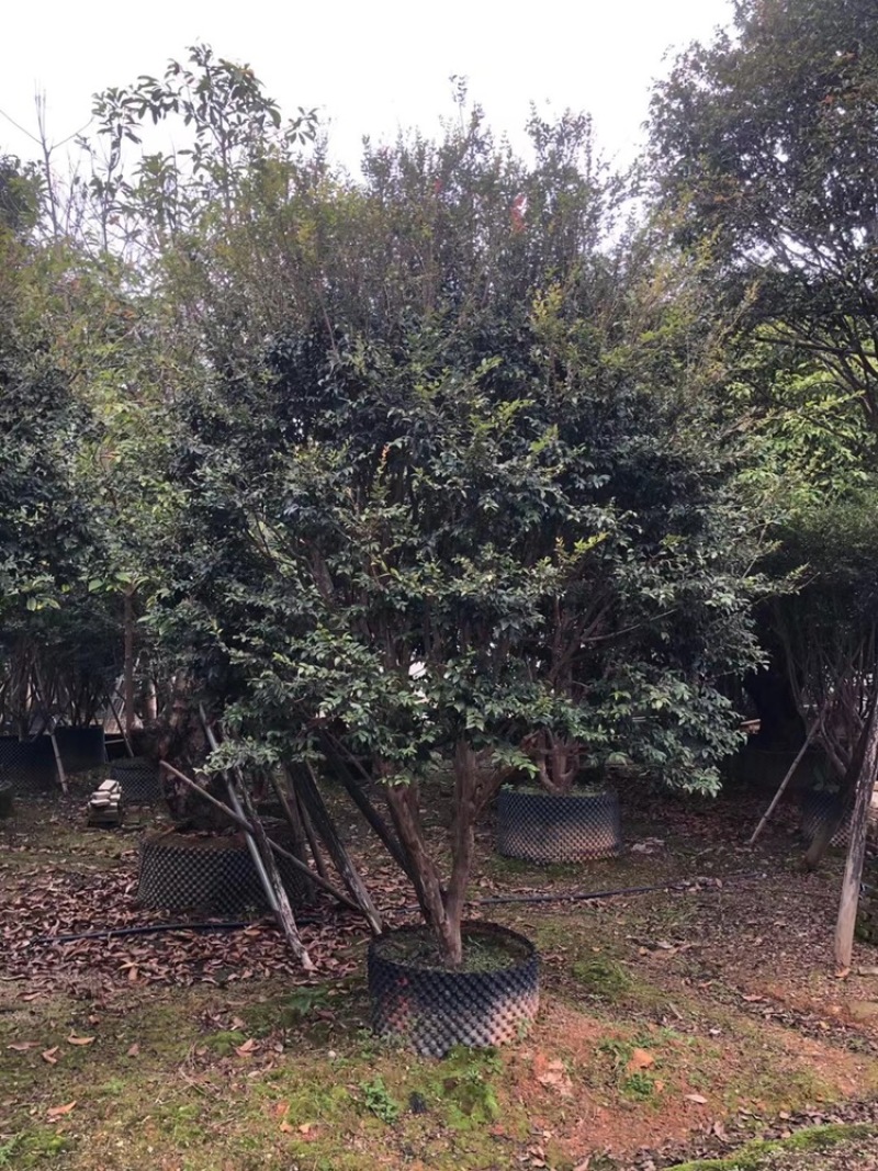 树葡萄，台湾嘉宝果精品。