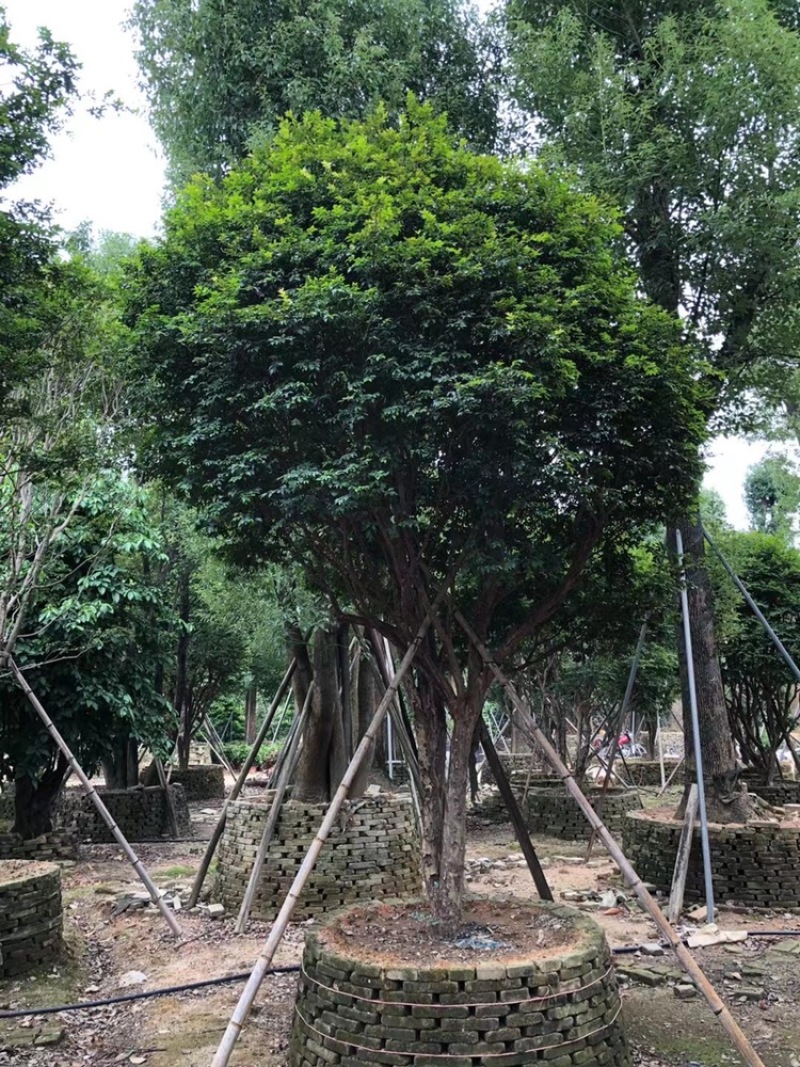 树葡萄，台湾嘉宝果精品。