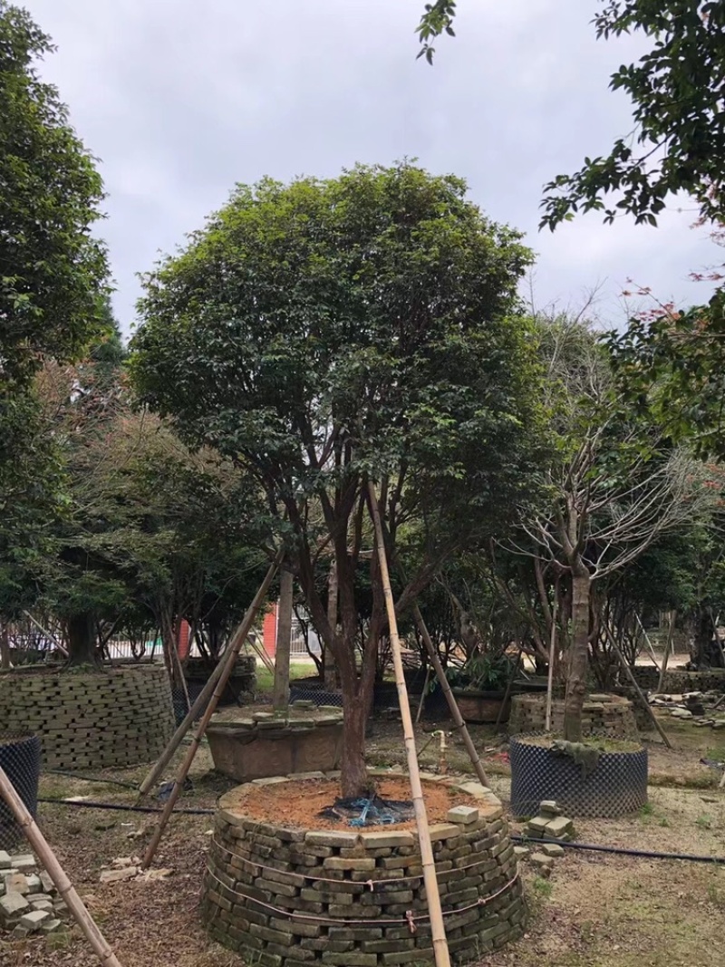 树葡萄，台湾嘉宝果精品。
