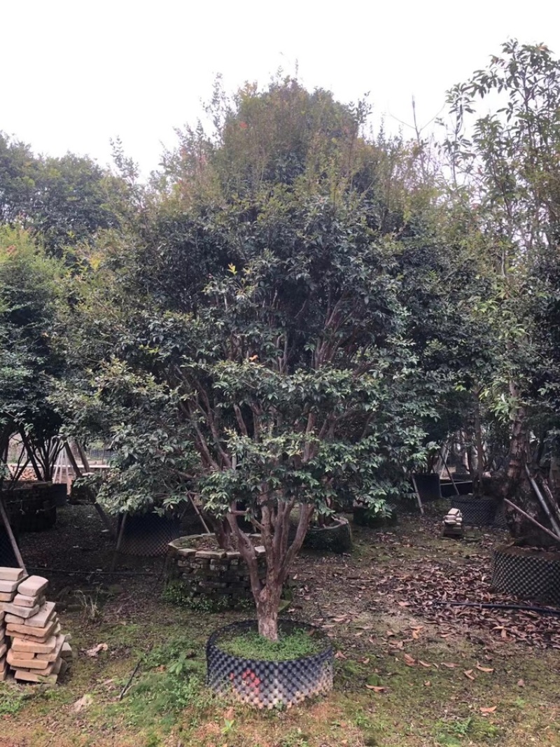 树葡萄，台湾嘉宝果精品。