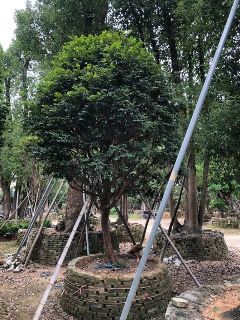 树葡萄，台湾嘉宝果精品。