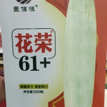 灰白皮绿肉甜瓜种子，花荣61+糖度19.5度