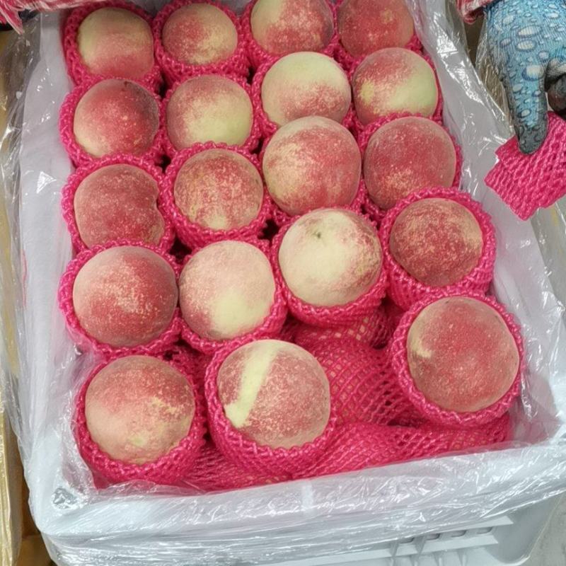 河北唐山遵化毛桃，中华寿桃，9月底开始供应，口感脆甜，