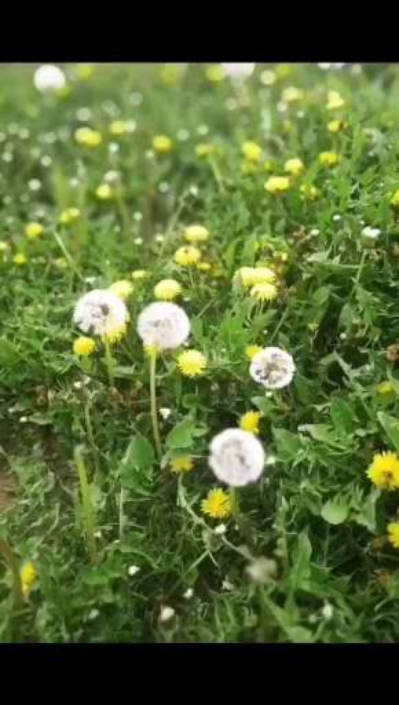 蒲公英种子蒲公英籽包芽率2025新种，包邮