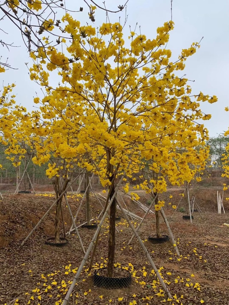 黄花风铃木多花10公分-18公分