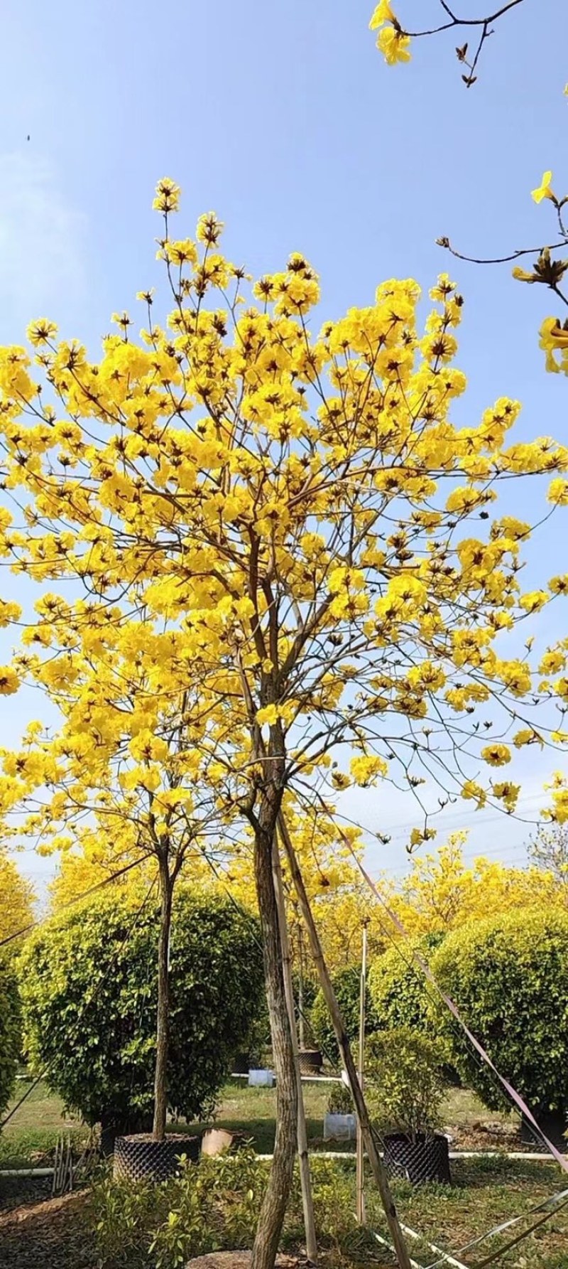 黄花风铃木多花10公分-18公分