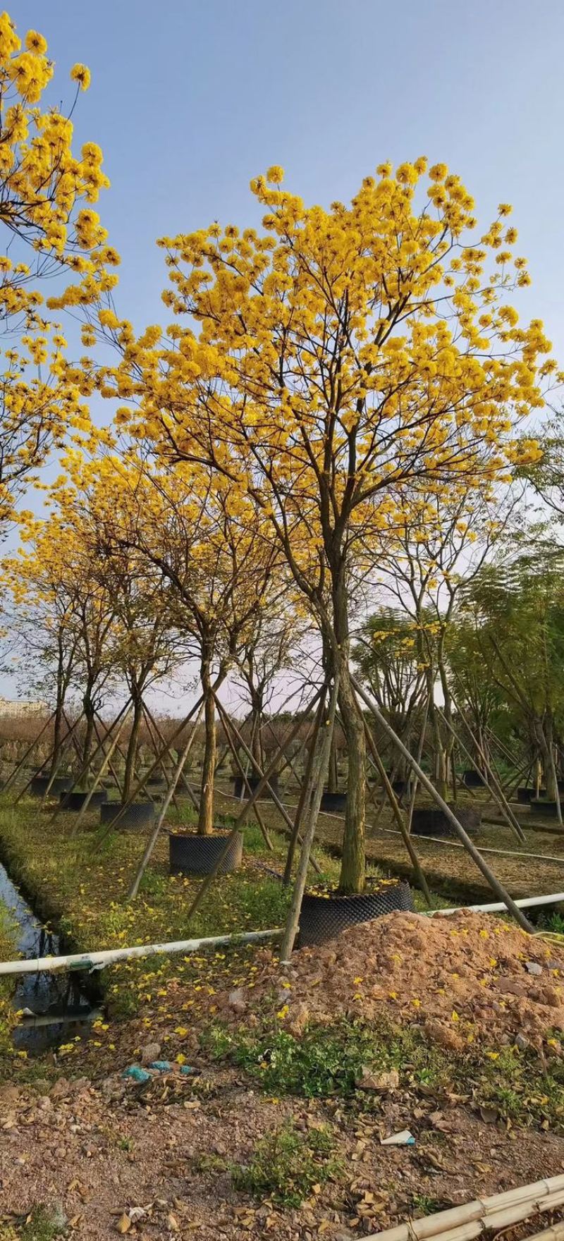 黄花风铃木多花10公分-18公分