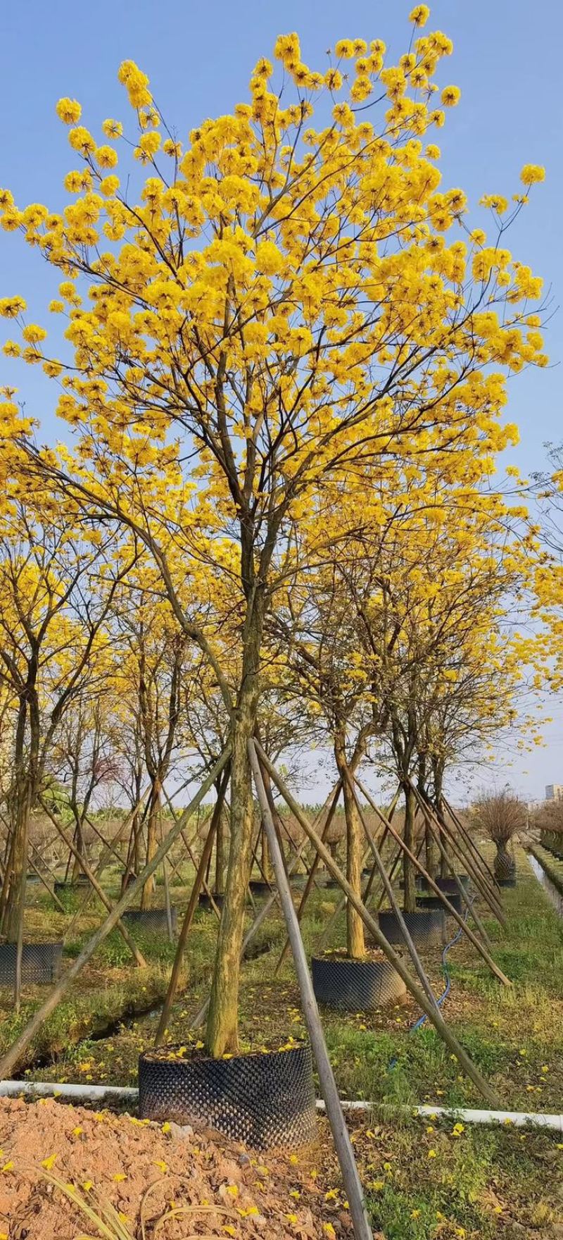 黄花风铃木多花10公分-18公分