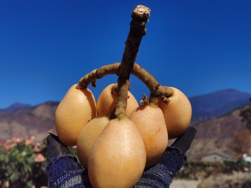四川攀枝花米易枇杷（专业种植农户，种植历史长达二十多年）