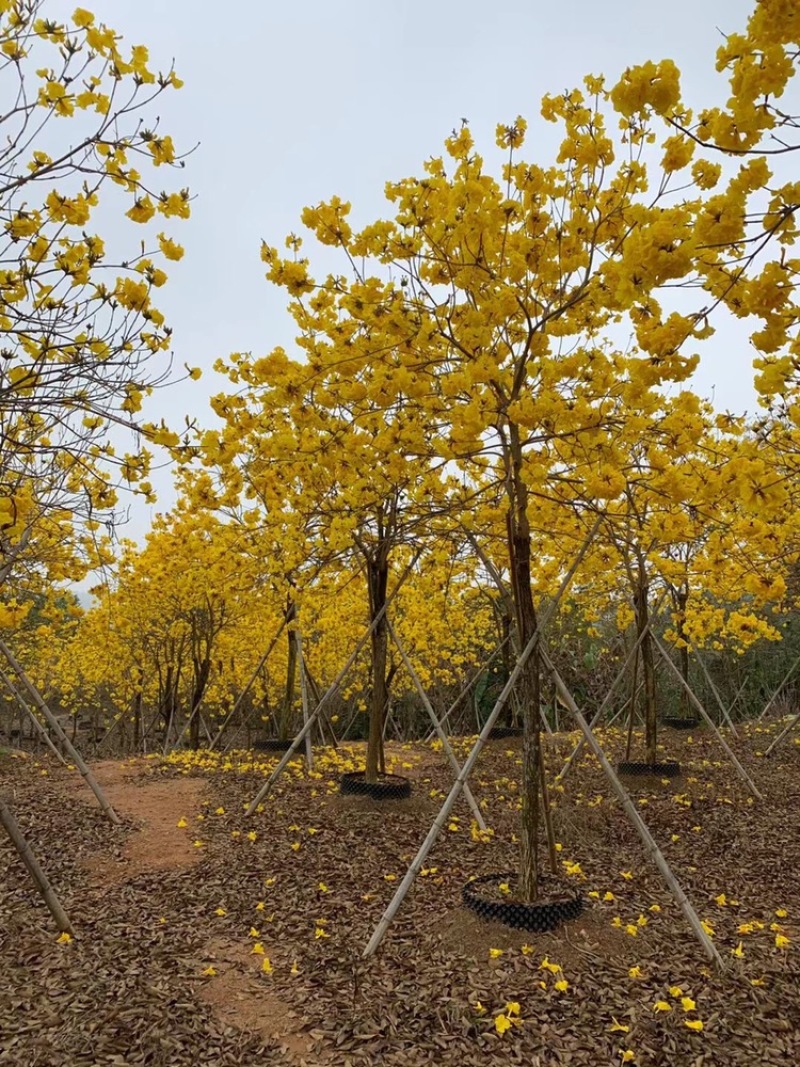 风铃木黄花多花12公分有10-18公分