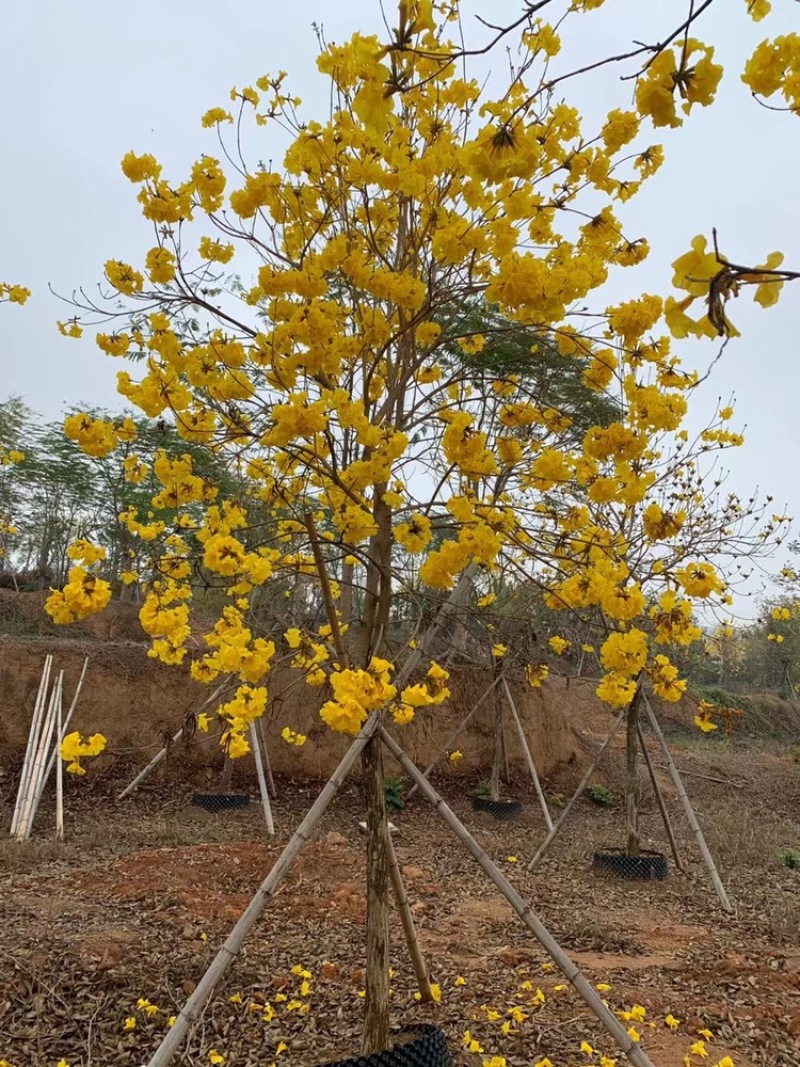风铃木黄花多花12公分有10-18公分