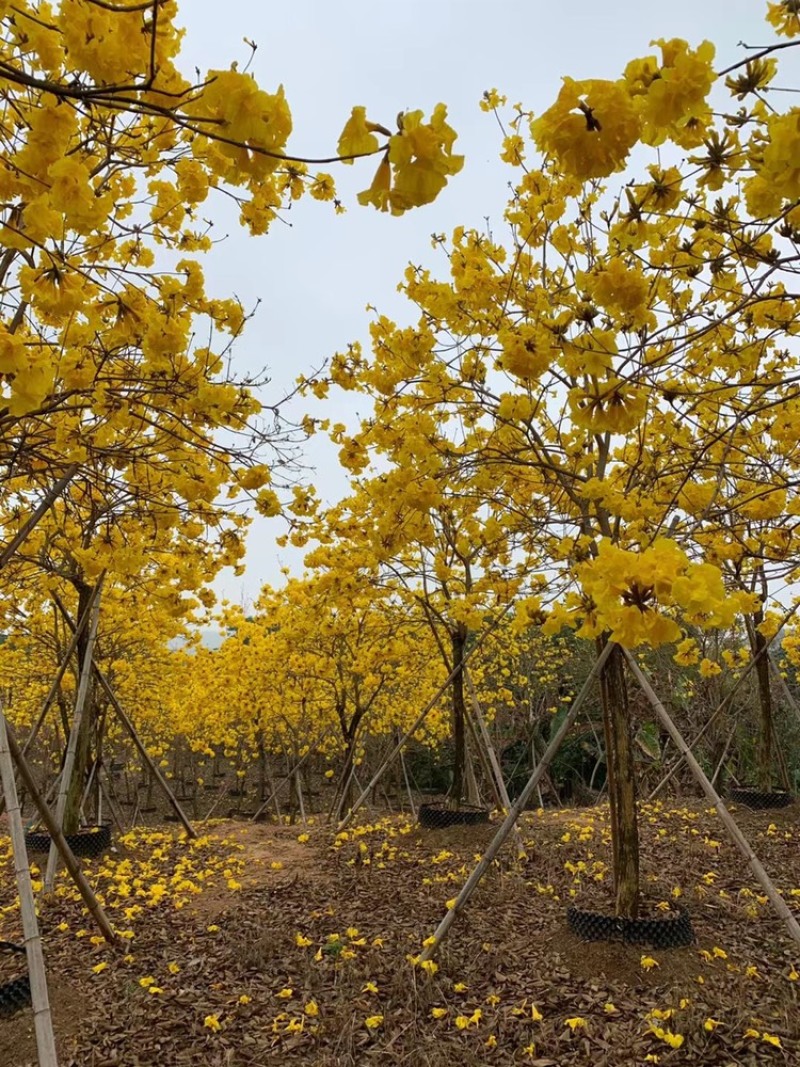 风铃木黄花多花12公分有10-18公分