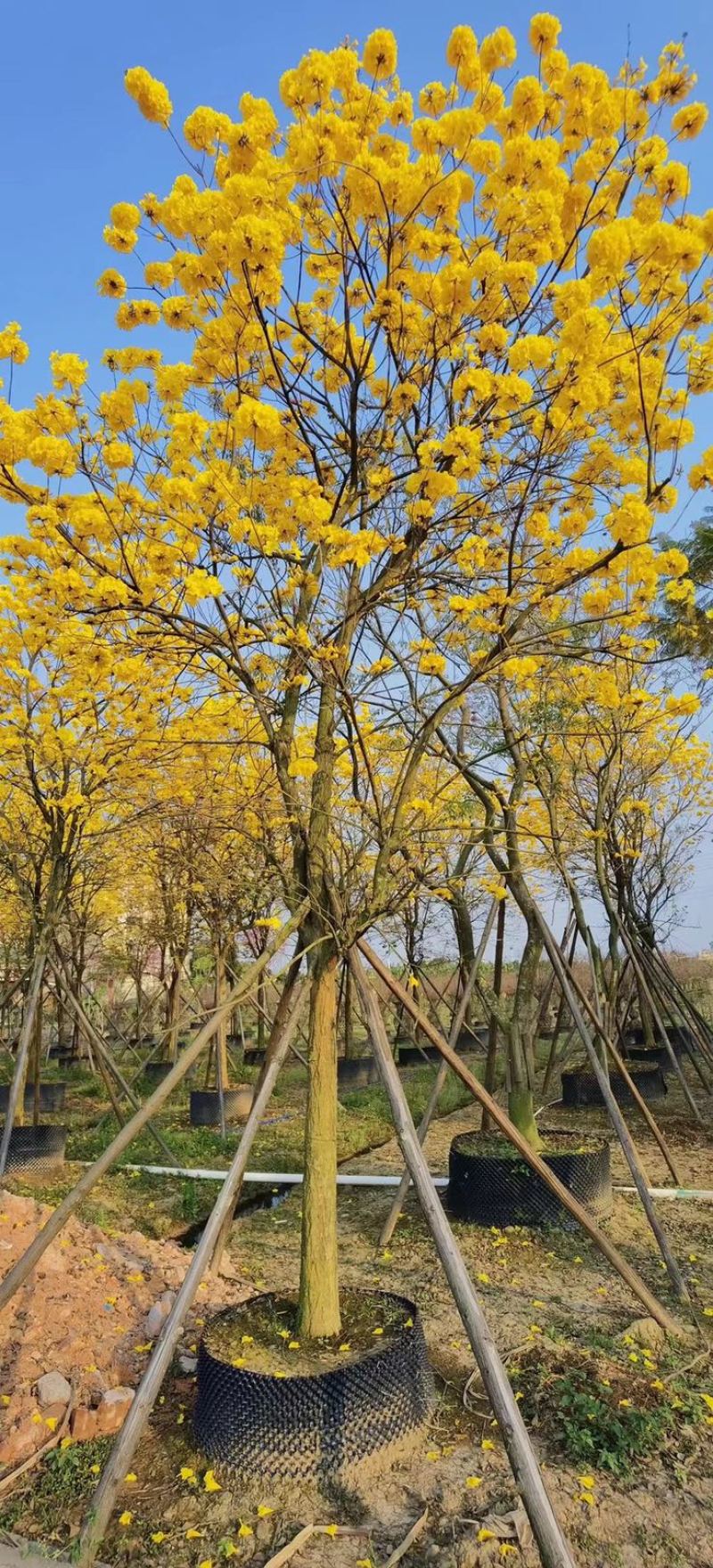 风铃木黄花多花12公分有10-18公分