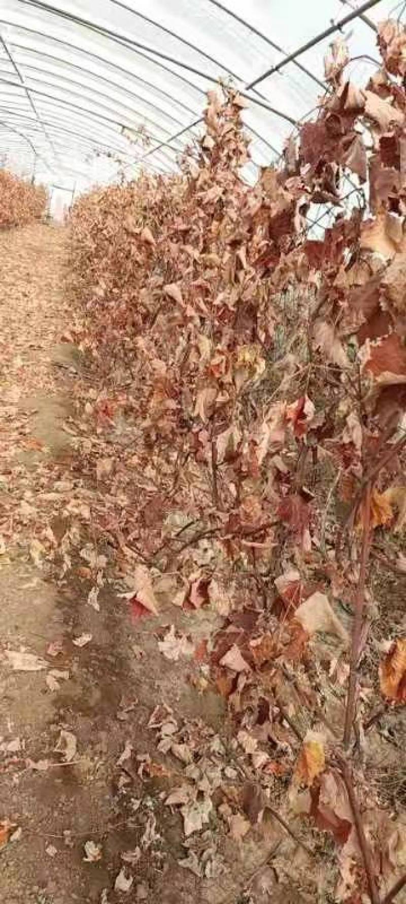 四年生蓝宝石葡萄苗