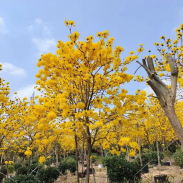 风铃木黄花多花大量8公分