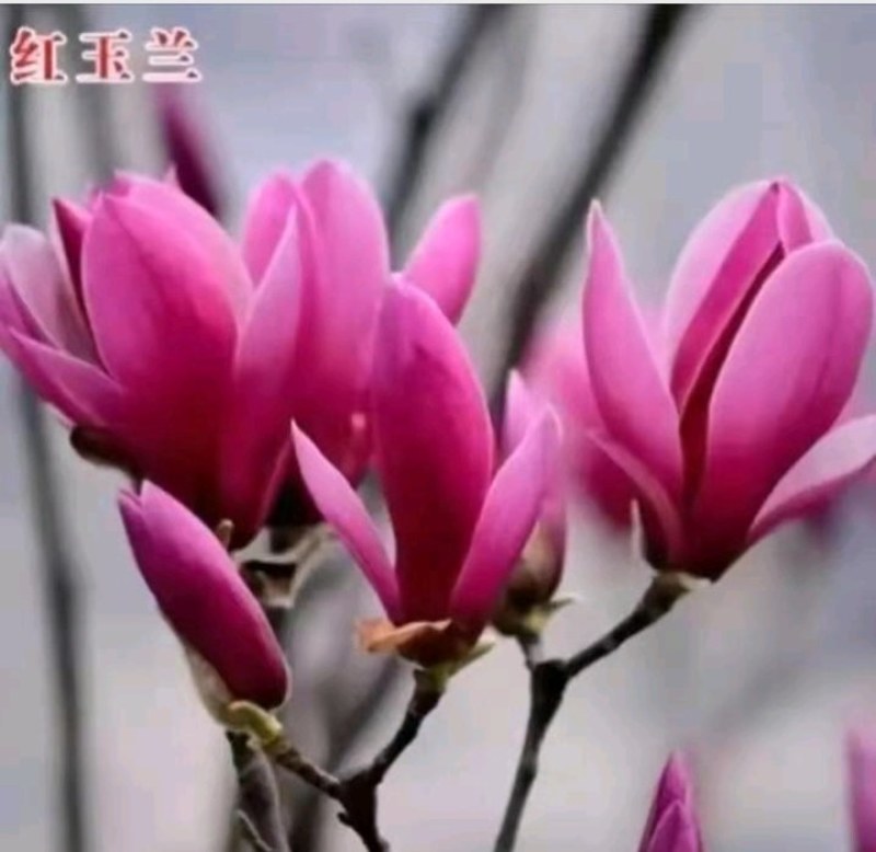 娇红一号玉兰苗【嫁接】速生生长速度快适合南方北方种植
