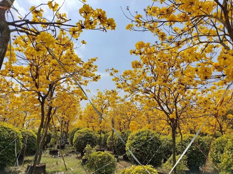 风铃木黄花多花大量8公分