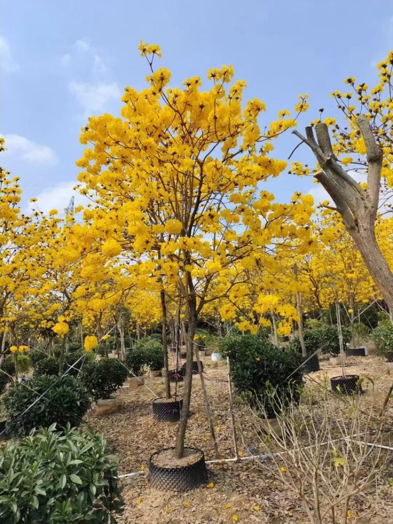 风铃木黄花多花大量8公分