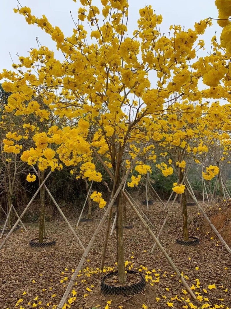 风铃木黄花多花大量8公分