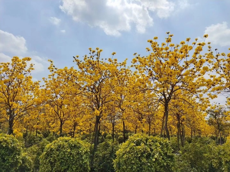 风铃木黄花多花大量8公分