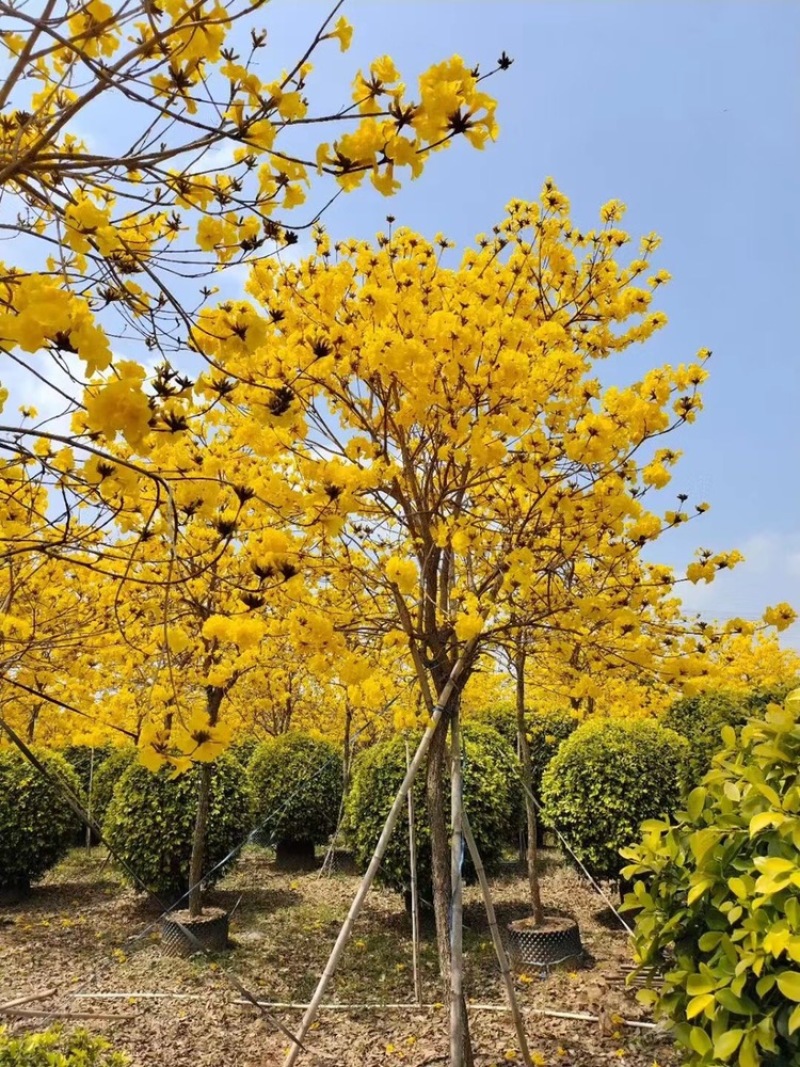 风铃木黄花多花大量8公分
