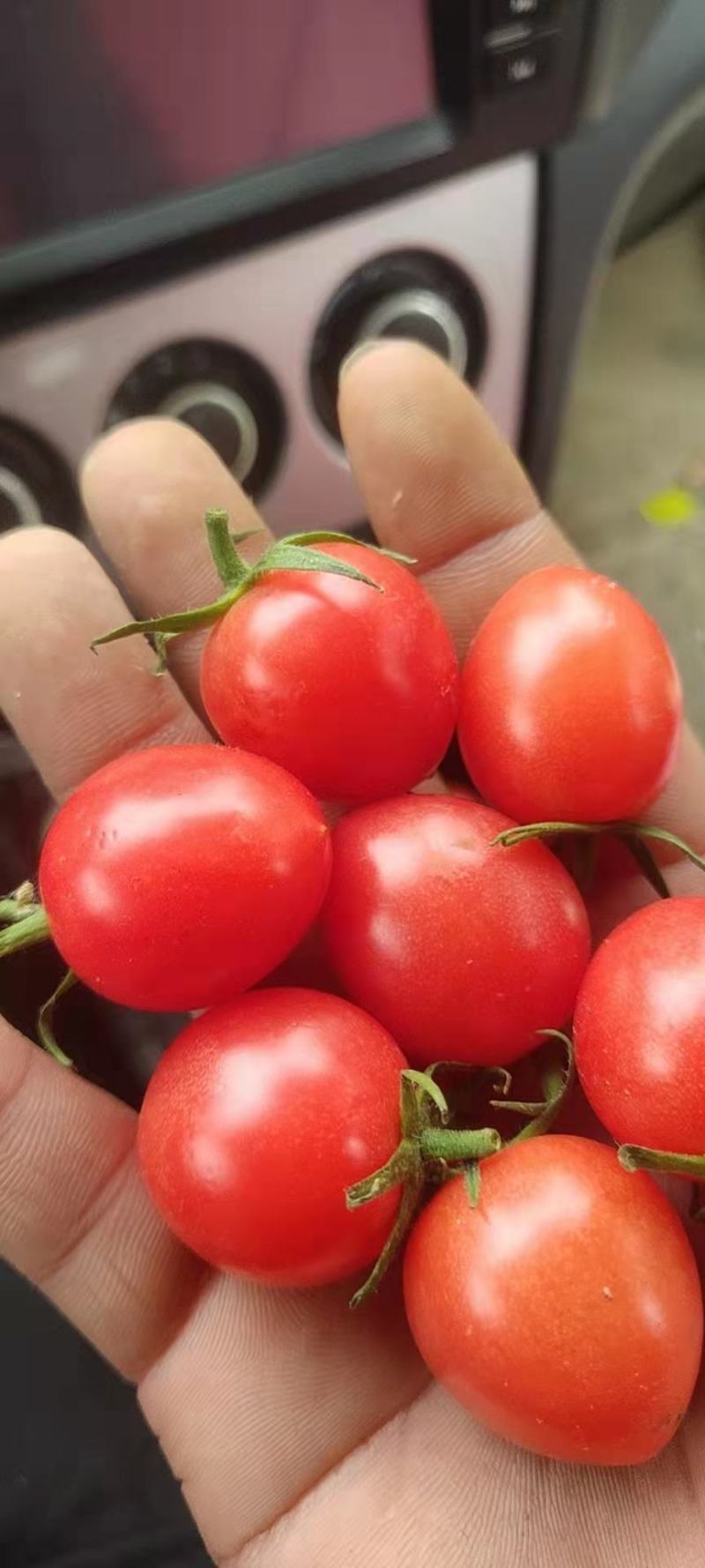 圣女果小西红柿广西田阳县千喜小番茄～优选精品10g起