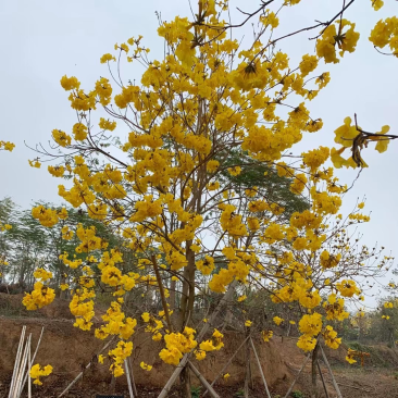 风铃木黄花多花6公分大量