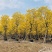 风铃木黄花多花6公分大量
